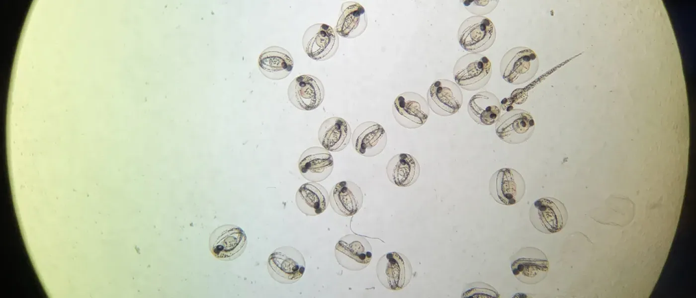 A group of zebrafish eggs under a microscope