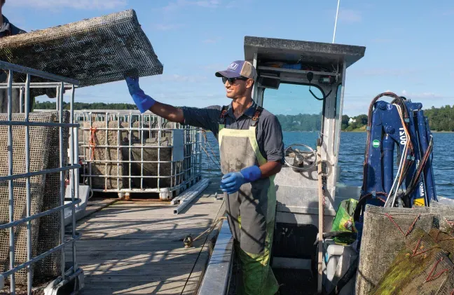 A U N E student at their oyster farm internship